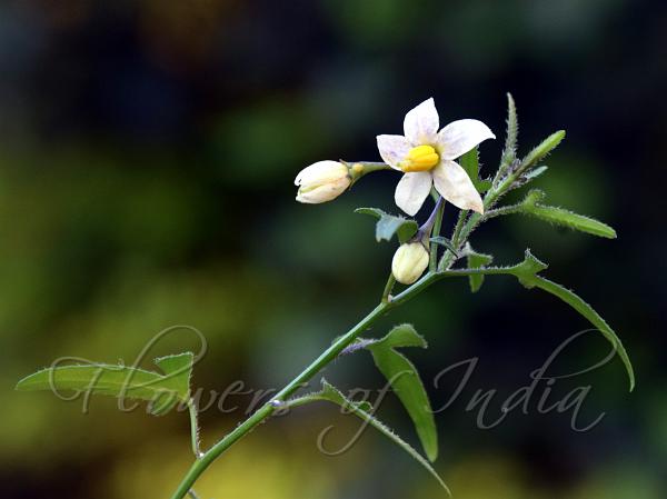 Texas Nightshade